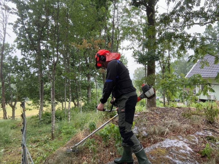 Allt gräs bortröjt under elstängslen i hagarna